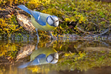 Modraszka (Cyanistes caeruleus) © Grzegorz