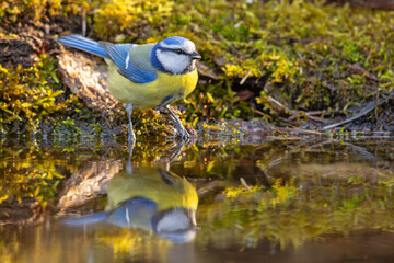 Modraszka (Cyanistes caeruleus) © Grzegorz
