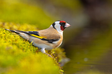 Szczygieł (Carduelis carduelis) © Grzegorz