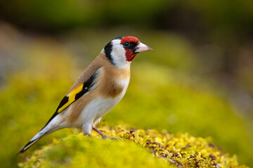 Szczygieł (Carduelis carduelis) © Grzegorz
