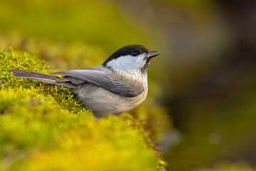 Czarnogłówka (Poecile montanus)