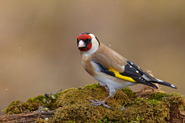 Szczygieł (Carduelis carduelis) © Grzegorz