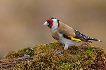 Szczygieł (Carduelis carduelis) © Grzegorz