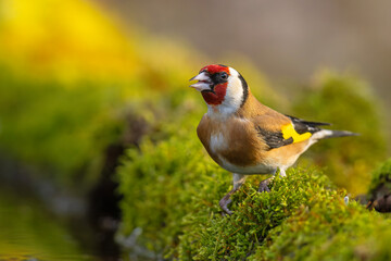 Szczygieł (Carduelis carduelis) © Grzegorz