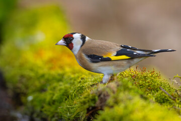 Szczygieł (Carduelis carduelis) © Grzegorz