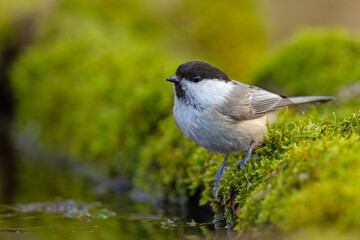 Czarnogłówka (Poecile montanus)