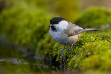 Czarnogłówka (Poecile montanus)