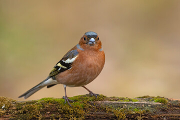 Zięba (Fringilla coelebs) © Grzegorz
