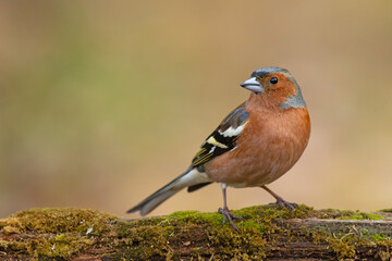 Zięba (Fringilla coelebs) © Grzegorz