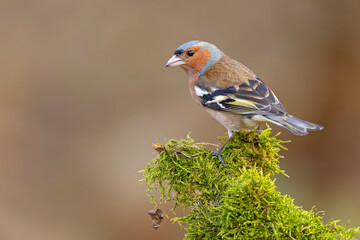 Zięba (Fringilla coelebs) © Grzegorz