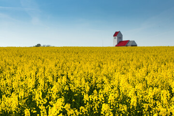 Church by the rapeseed field