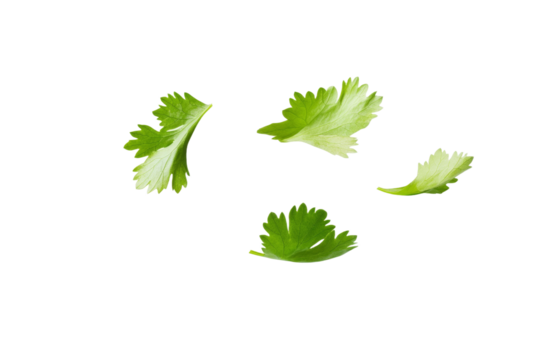 Bunch of parsley leaves are flying through the air, isolated