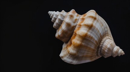 Single Seashell Delicately Placed on a Tranquil Surface