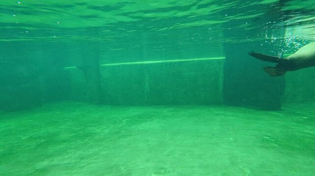 Sea lions playing in a pool in a zoo enclosure, concept of animal welfare, entertainment, and wildlife observation for visitors