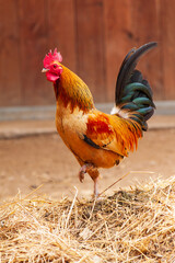 rooster in the farm