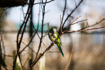 Monk parakeet Myiopsitta monachus in the park, sitting on a branch in the sun and eating