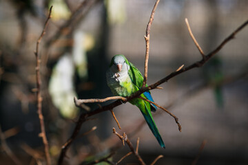 Monk parakeet Myiopsitta monachus in the park, sitting on a branch in the sun and eating