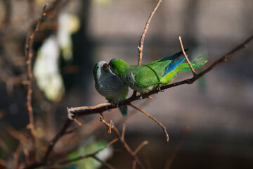 Monk parakeet Myiopsitta monachus in the park, sitting on a branch in the sun and fighting with another parrot for food, bird dance