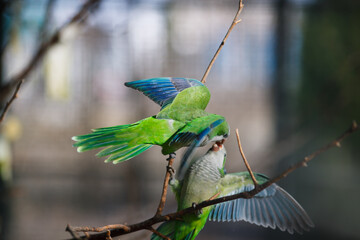 Monk parakeet Myiopsitta monachus in the park, sitting on a branch in the sun and fighting with...