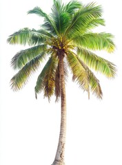 Lush Green Palm Tree Against Clear White Background for Tropical Theme and Nature Concepts