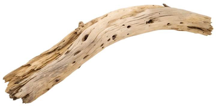 Tree trunk isolated on white or transparent background