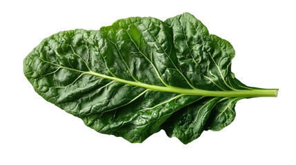Obraz premium Fresh Swiss Chard Leaf: A vibrant, close-up view of a single swiss chard leaf, showcasing its fresh, textured surface and lush green color