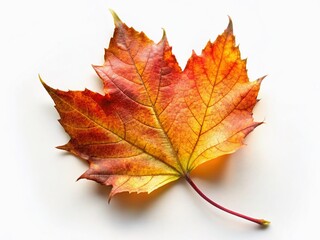 Fototapeta premium Autumn Leaf on Weathered Concrete: A Portrait Photography Stock Image
