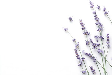 Beautiful lavender flowers on white background, flat lay