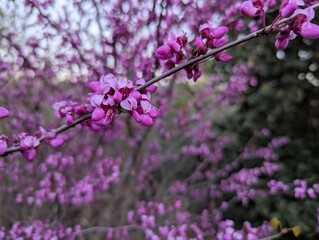 pink blossoms in spring