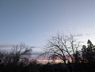 silhouette of trees at sunset