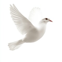 Obraz premium White Dove in Flight: Symbol of Peace, Freedom, and Grace in Nature Photography