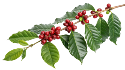 Coffee plant branch with green leaves and ripe coffee cherries, perfect for botanical illustrations and organic product branding on transparent background PNG

