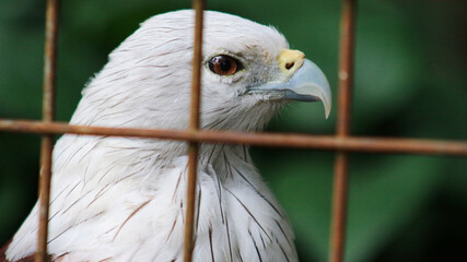 Brahmin kite (Haliastur indus) or elang bondol. The sharp gaze of a white-bellied kite in a cage