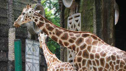 Angolan Giraffe (Giraffa camelopardalis angolensis), young animal, animal portrait, close up on giraffe in the zoo © R_yuliana