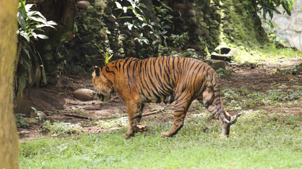 close-up image of a sumateran tiger or panthera tigris sondaica on sumateran tiger in is habitat...