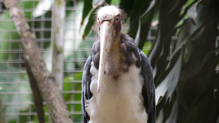 the marabou stork (Leptoptilos crumenifer) is a large wading bird in the stork family ciconiidae native to sub saharan africa