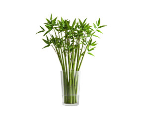 Obraz premium Fresh Green Bamboo Plant in Clear Glass Vase for Natural Decor