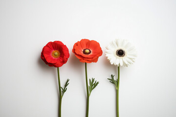 Obraz premium Bunte Blumenarrangements in verschiedenen Farben auf hellem Hintergrund