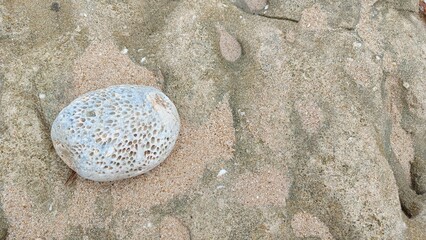 Sea urchin shell and sea urchin on the beach with sand, rocks, and ocean in the background