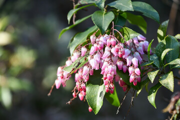 アセビ　Japanese andromeda	