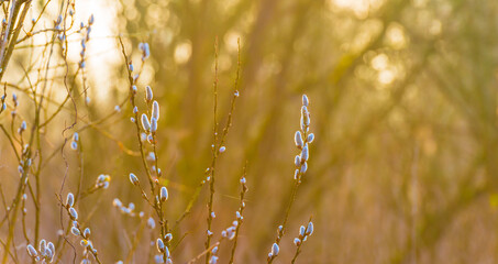 The edge of a lake in the light of sunrise in winter, Oostvaardersveld, Almere, Flevoland, The...