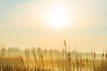 Fototapeta premium The edge of a lake in the light of sunrise in winter, Oostvaardersveld, Almere, Flevoland, The Netherlands, March 10, 2025
