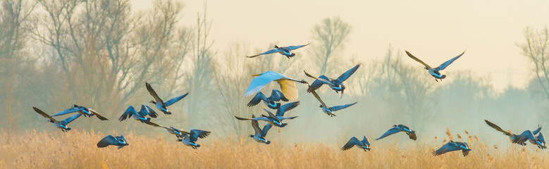 Birds flying over and in nature in the light of sunrise in winter, Almere, Flevoland, The...