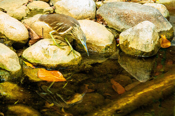 Pond Heron Waiting for hunt