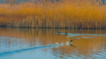 The edge of a lake in the light of sunrise in winter, Oostvaardersveld, Almere, Flevoland, The Netherlands, March 10, 2025