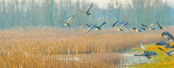 Birds flying over and in nature in the light of sunrise in winter, Almere, Flevoland, The...