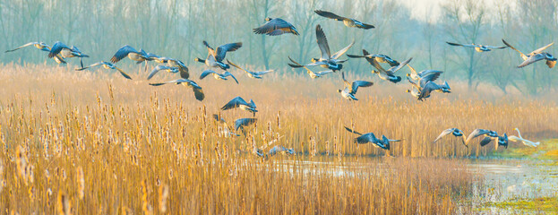 Birds flying over and in nature in the light of sunrise in winter, Almere, Flevoland, The...