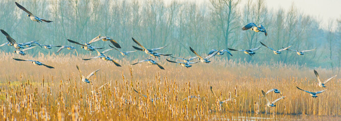 Birds flying over and in nature in the light of sunrise in winter, Almere, Flevoland, The...