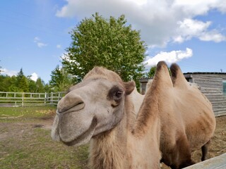 The Bactrian camel (Camelus bactrianus) in zoo, also the Mongolian camel, domestic Bactrian camel...