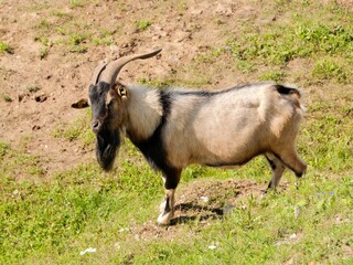Obraz premium The goats or domestic goat (Capra hircus) on the pasture at the farm. Lithuania
